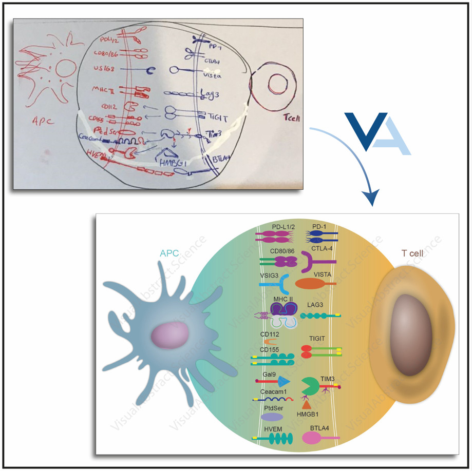 visual abstract